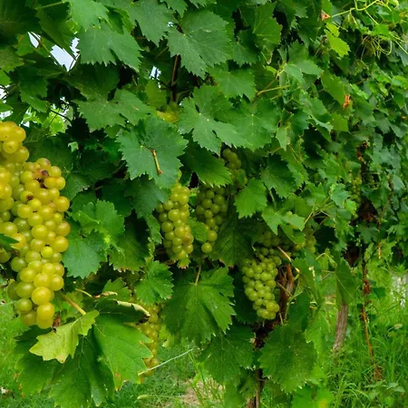 Da Maurizio Apartamento Castiglione Tinella